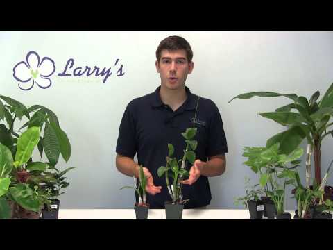 וִידֵאוֹ: Dendrobium Orchid Plants - How To Grow To Dendrobium Orchid