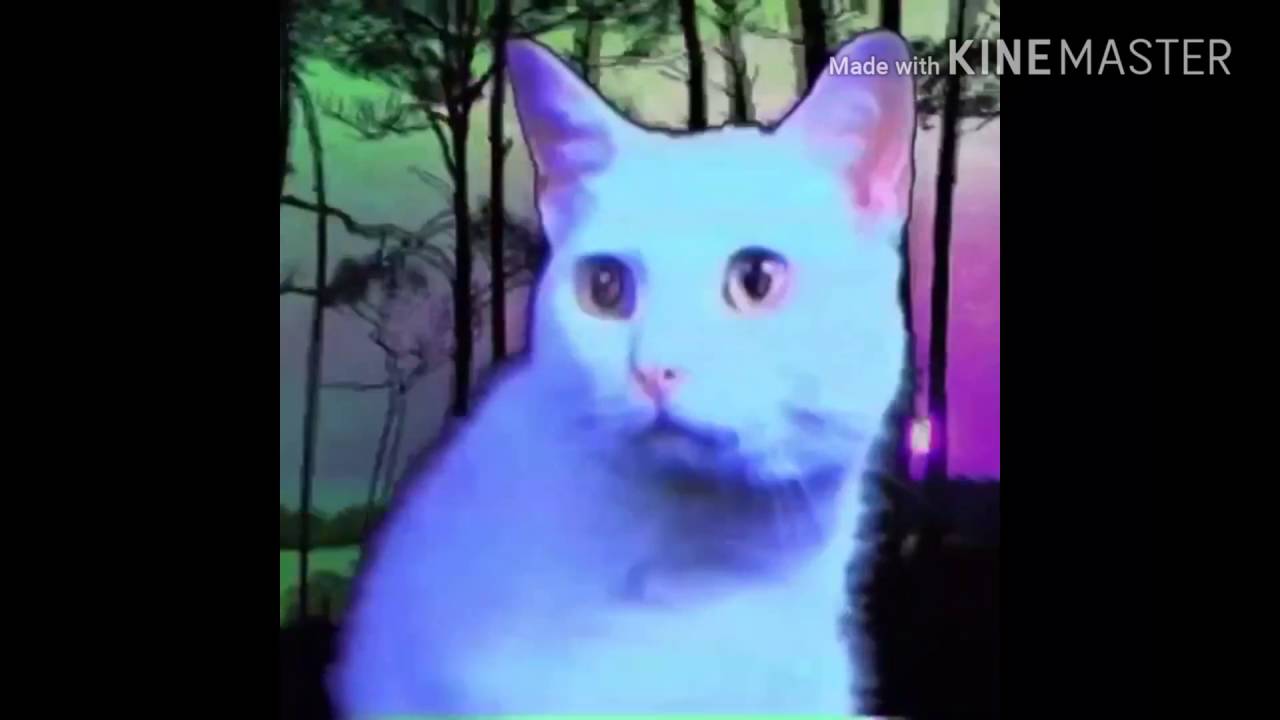 Swag cat first video concert🖒 YouTube