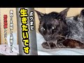 【緊急保護】看取りを覚悟した猫を保護して治療したら…【疥癬】