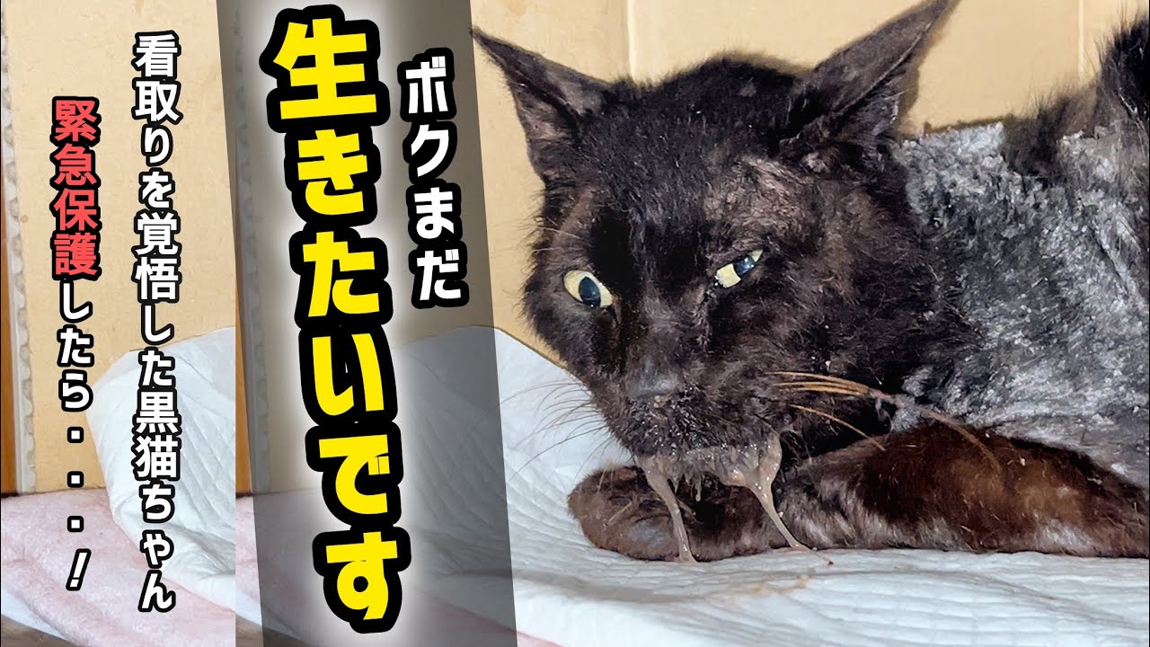 【緊急保護】看取りを覚悟した猫を保護して治療したら…【疥癬】