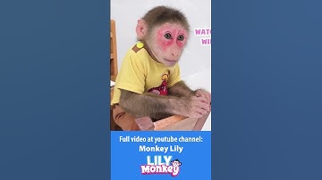 Lily disobeyed her Dad and then P1 #shorts #short #monkey