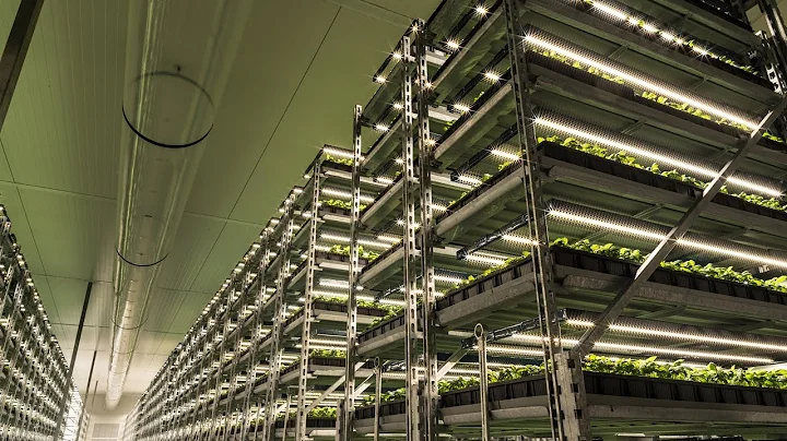 Fluence Innovator | Largest Organic Herb Grower in U.S. Transforms with LED