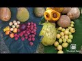 Tropical Fruit and exotics fruit trees collection