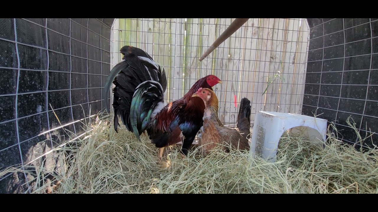 gallo albany en cruza - YouTube