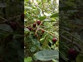 गमले में लगाएं जामुन का पेड़🌱🍇# इसके पत्तों से लेकर बीच तक fayde hi fayde#healthyfruits#garden#fruit