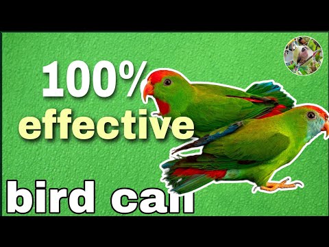Huni ng kulasisi para lumapit ⌫ kolasisi | camiguin hanging parrot |kusi | Allan's vlog