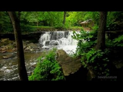 estudio de la atalaya agosto 2019 PAUSE SIESTE - Apaisante Rivière en Forêt 🍁 BREAK NAP - Soothing River in Forest 🎧 100% Zen & Relax