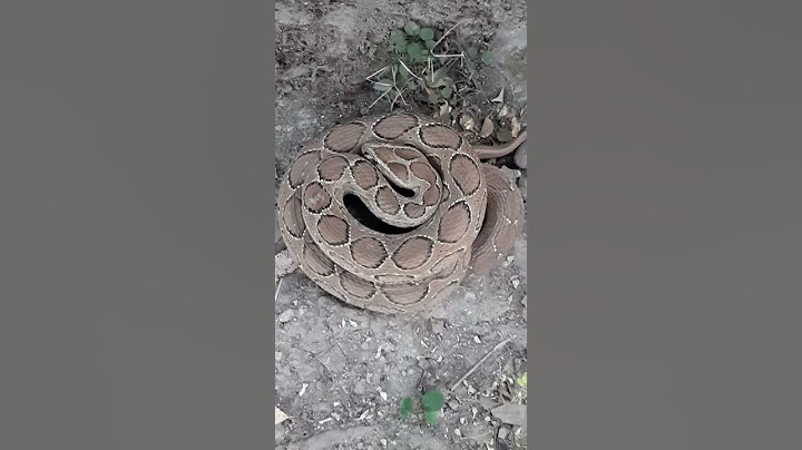 Russell Viper( The aggressive sound )