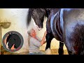 Apollo The Shire Gets a Massage VERY RELAXING & ENTERTAINING ASMR