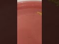 😮100+kuty  molly fish 😮😮 #fish #aquarium #vlog #fishtank #guppy