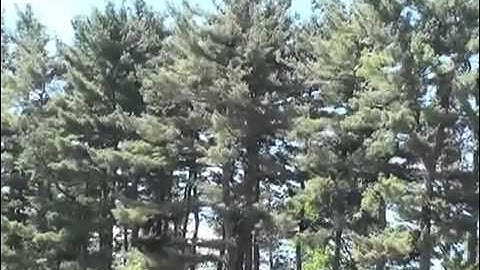 How to Identify Pine Trees