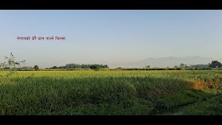 nepalko dherai dhan falne jilla_dhan khetiko ek jhalak#morang #digitaldiarynepal #agriculture#paddy