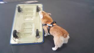 2016.07.09 - UKC Nose Work - Novice Interior Trial 2 - Kit