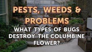 What Types of Bugs Destroy the Columbine Flower?