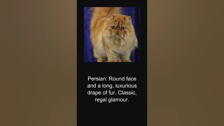 Video 10960921: bengal mainecoon cat, bengal cat siamese, mainecoon cats catlover, cat breed mainecoon, beautiful mainecoon cat, cat eyes, cats catch