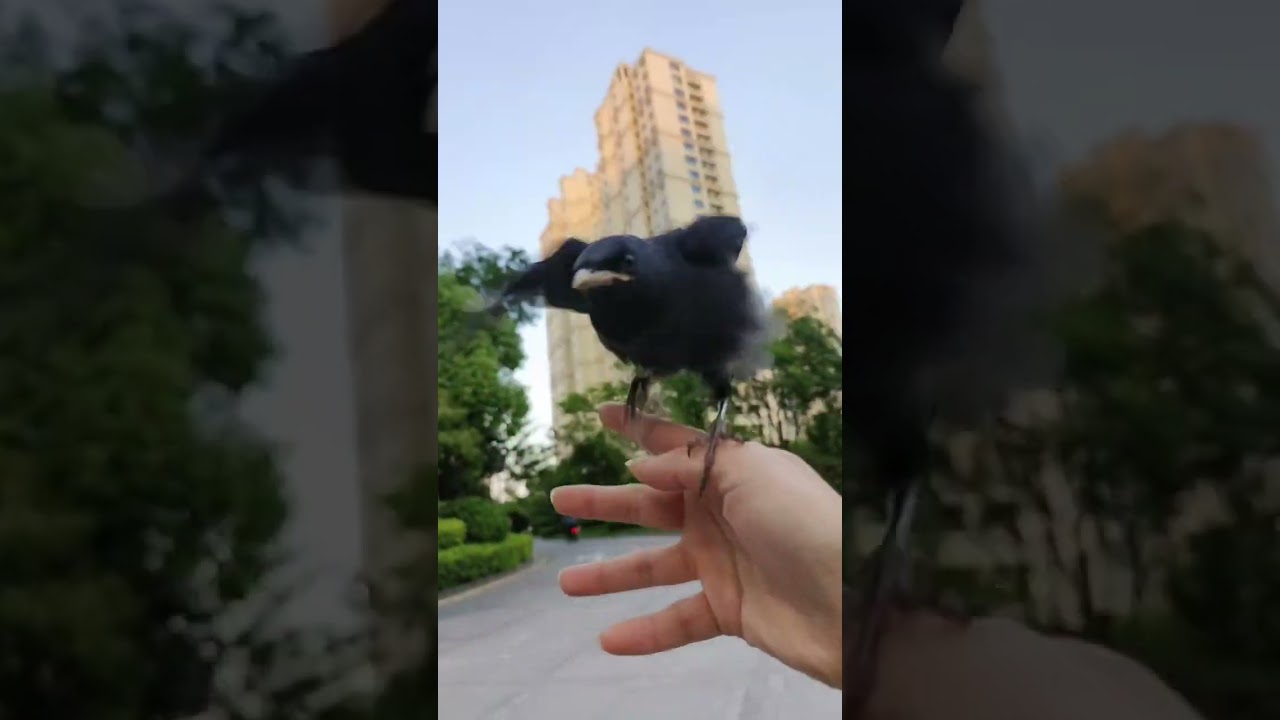 Master of bird training, raising birds by hand, talking bird, myna bird, the little bird has become