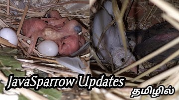 Java sparrow breeding updates in Tamil