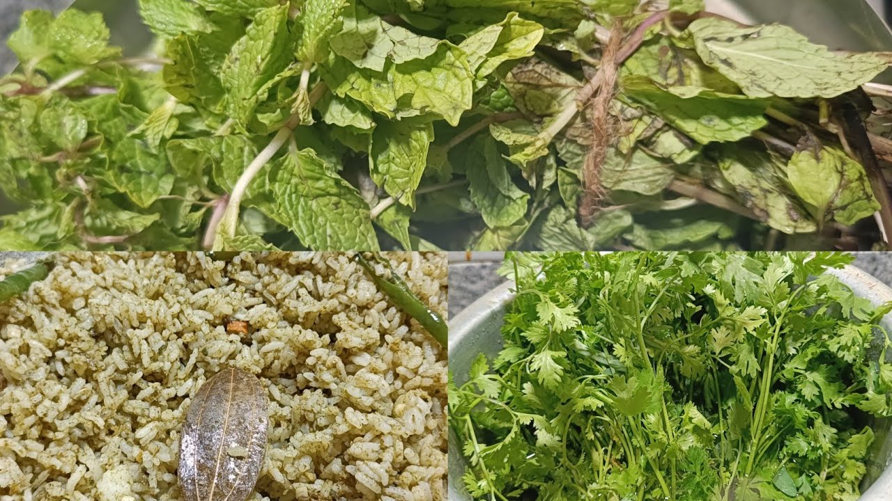 Pudina kottimira rice recipe చేసి పచ్చిమిర్చి green chutney తో 👉ఆరోగ్యం గా రుచిగా చేస్తే Lunch box😋