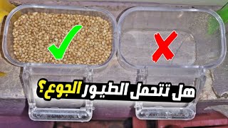 هل تتحمل الطيور الجوع ؟ | كم تستطيع الطيور البقاء بدون أكل؟