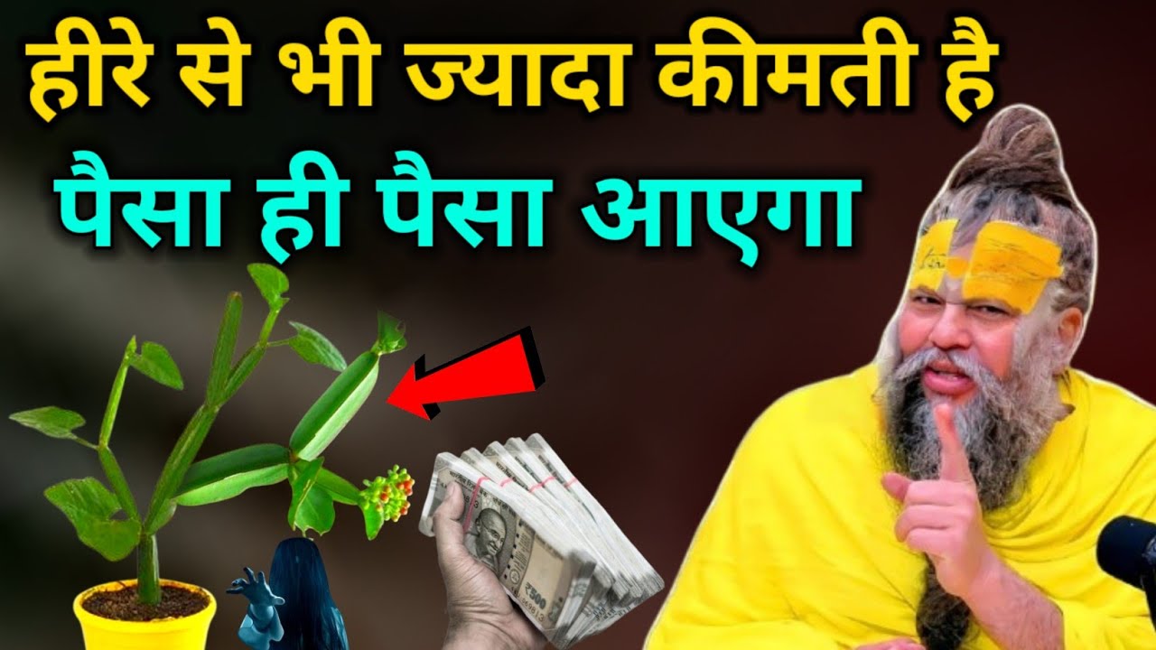हीरे से भी ज्यादा कीमती है ये पौधा 99% लोग नहीं जानते इस धन आकर्षण वाले पौधे का राज #trending //