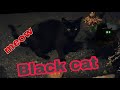 Black Cat Friendly Neighbor Cat #blackcat #cat #friendlycat の動画、YouTube動画。