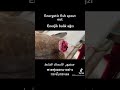 エネルギーのある魚は血が噴き出します　#shorts