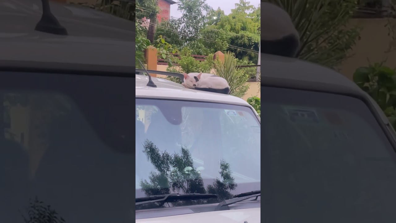 My cat Patchy’s evening 