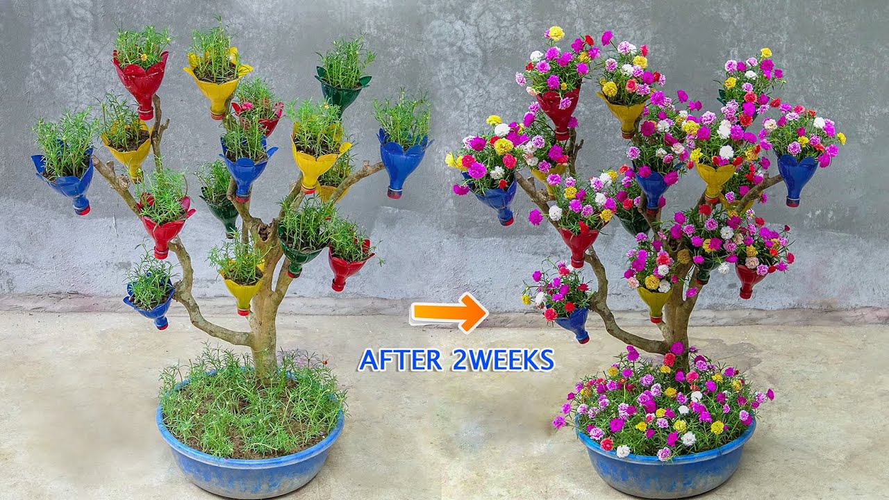 DIY beautiful Portulaca (MossRose) flower garden on dry branches | Ideas Creative