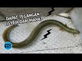 Kenapa Belut Listrik Bisa Menyetrum? Ambil Listrik dari mana?