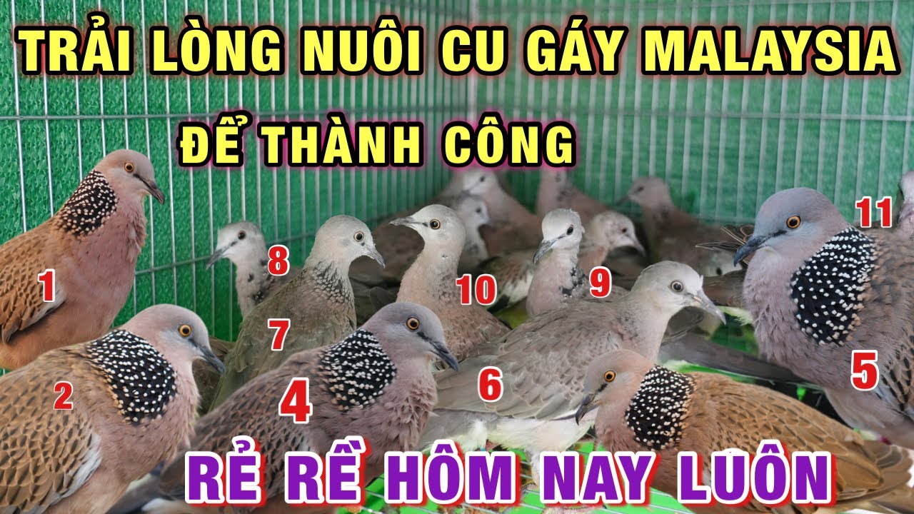 🔴 Nuôi cu gáy malaysia thành công lớn