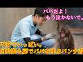 2026年4月25日 パンチくん🐵不安でいっぱい。何時間も扉でパパを呼ぶパンチ君 。大好きな飼育員さんが優しく寄り添い、パンチくんの心を癒やします。#パンチくん