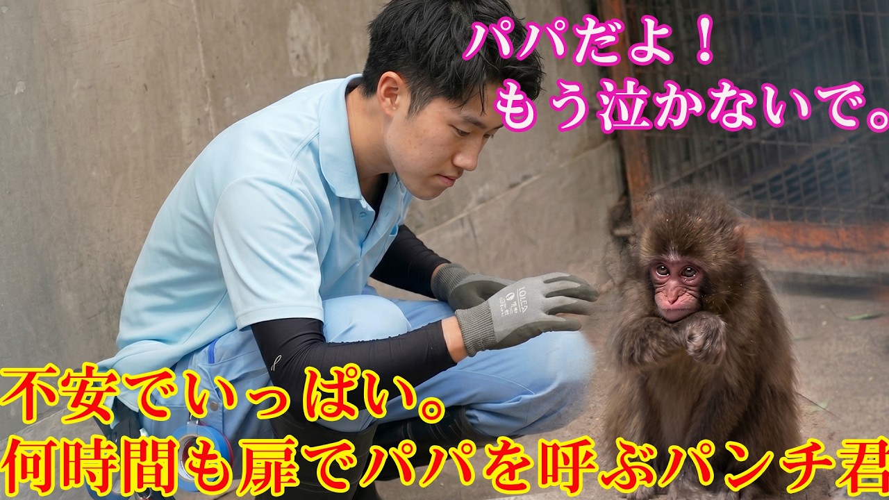 2026年4月25日 パンチくん🐵不安でいっぱい。何時間も扉でパパを呼ぶ
