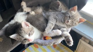 One minute of cute kittens