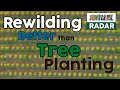 Rewilding Is Better Than Tree Planting Says Rewilding Britain👌🌳