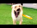 Funny cats and dogss   hilarious animal moments 
