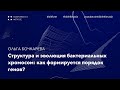 Структура и эволюция бактериальных хромосом: как формируется порядок генов? | Ольга Бочкарева.