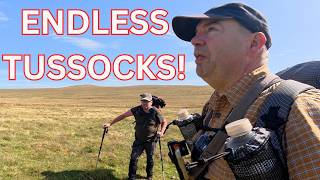 Endless Tussocks and Cattle - Navigating the Open Moor!