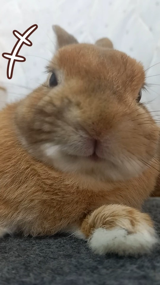 笑うウサギ 😁🐰｜かわいいうさぎ - YouTube