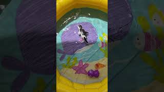 Explore Ocean Animal Names &amp; Fun Facts | Sea Animal Toys for Kids | Preschool Learning Activitie