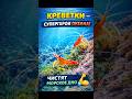 Креветки — супергерои океана! 🌊🦐 #Креветки #Shrimp #OceanLife #МорскаяЖизнь #ОкеанскийФильтр