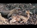 Komodo dragon attack a deer  fastly