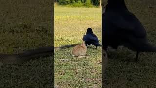 Crow 🐦⬛ saves Bunny 🐰 from Snake 🐍 #crow #bunny #snake #sora2 #sora #foryou #fyp