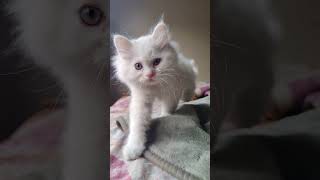If You’re Stressed, Listen to This 🐱#StressRelief #CatSounds #RelaxingMusic #SleepBetter #Shorts
