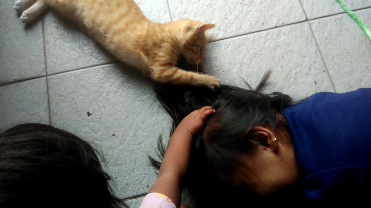 LUCUNYA ANAK  KUCING  LUCU MAINAN RAMBUT  Membuat Salwa 