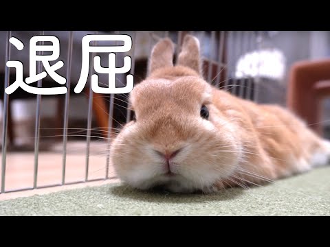 なんの変哲のないうさぎ hqdefault.jpg