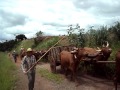 festa de carro de boi em areado minas gerais