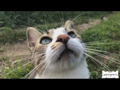 모든 길고양이들이  이 영상처럼   살기를 희망합니다It&amp;#39;s like a fairy tale, but <strong>Romantic</strong> cats are possible in <strong>real</strong> life.