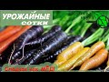 СДЕЛАЙТЕ ЭТО С МОРКОВЬЮ и она будет СЛАДКОЙ, без ТРЕЩИН и БОРОДЫ!