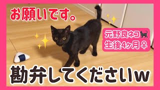 【野良ネコの恐怖】おもちゃを必ず水浸しにしてしまう困った子猫がコチラです…。 by すずベルこりん2人のパパ 3,277 views 2 months ago 2 minutes, 45 seconds