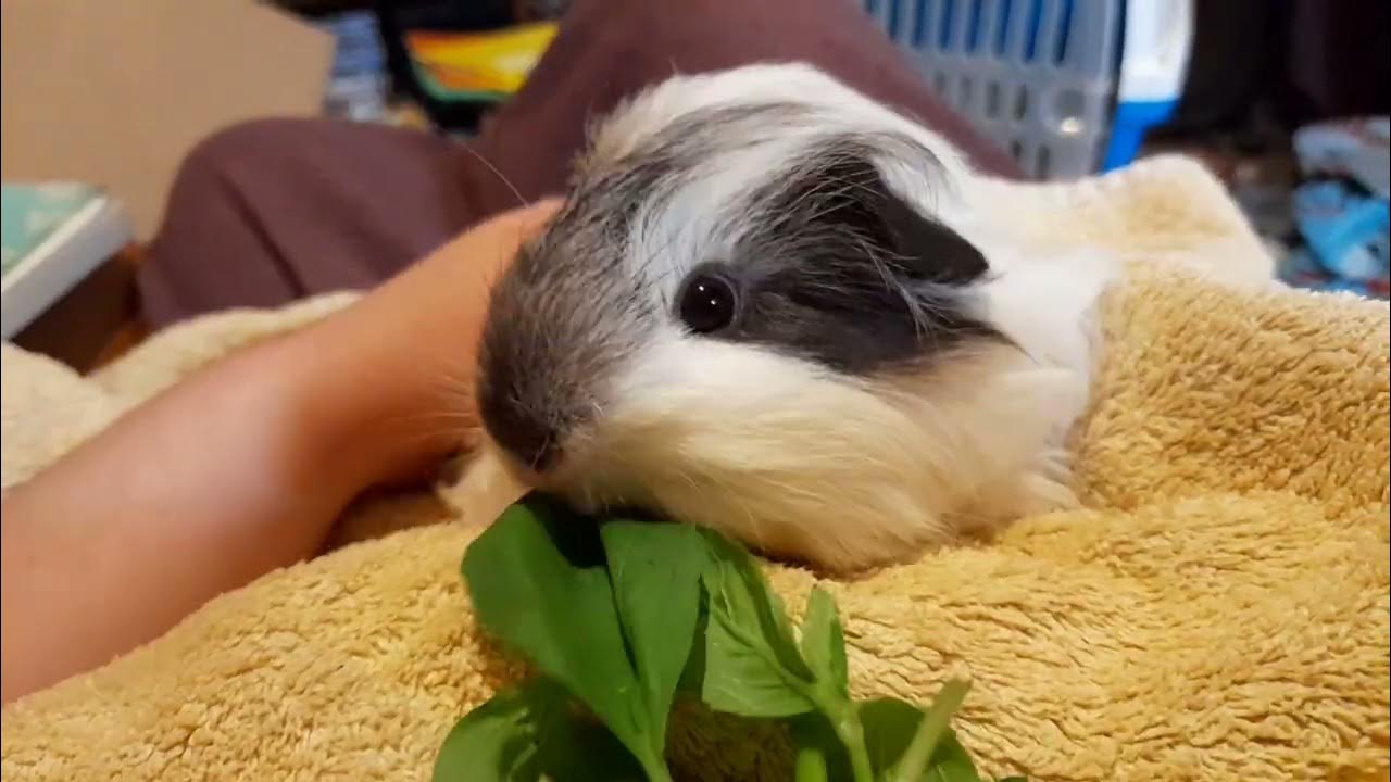 Guinea Pig Eats Basil! YouTube
